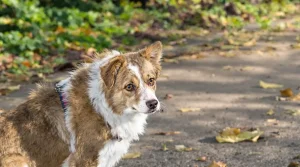 Téléphone, laisse, liberté : ces erreurs qui gâchent les promenades de votre chien